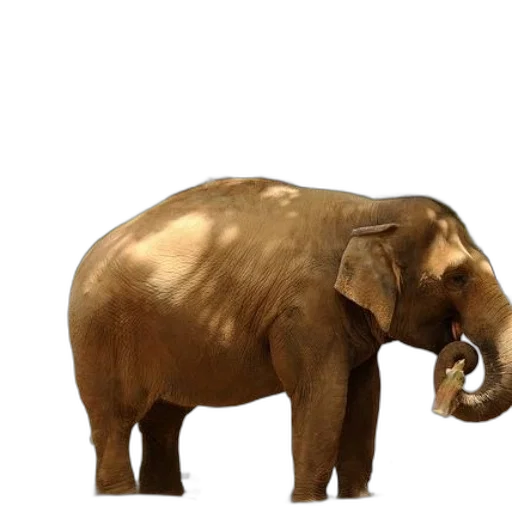 animal, creature, staff, weapon transparent PNG cut-out