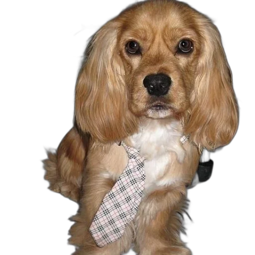 staff, animal, jacket, dress transparent PNG cut-out
