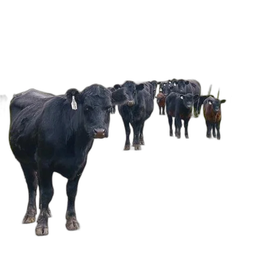 animal, staff, jewelry, creature transparent PNG cut-out