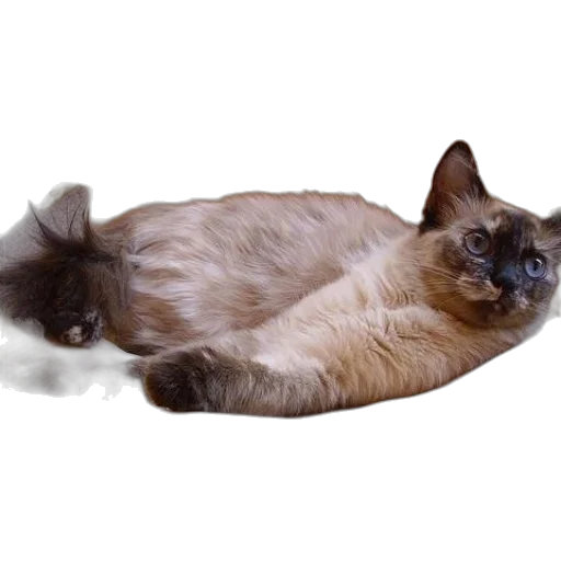 animal, creature, hair, staff transparent PNG cut-out