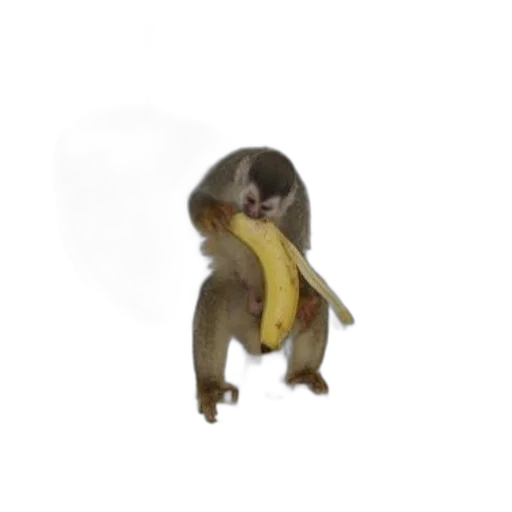 animal, creature, food, staff transparent PNG cut-out