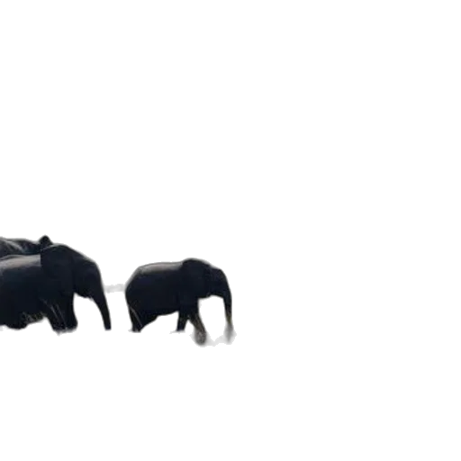 animal, furniture, jewelry, umbrella transparent PNG cut-out
