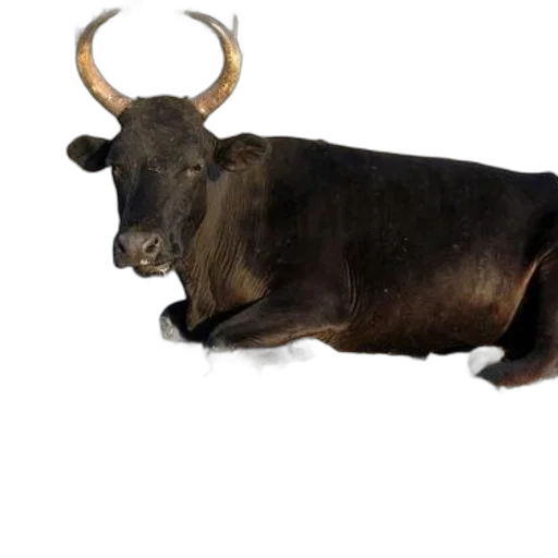 animal, creature, furniture, crown transparent PNG cut-out