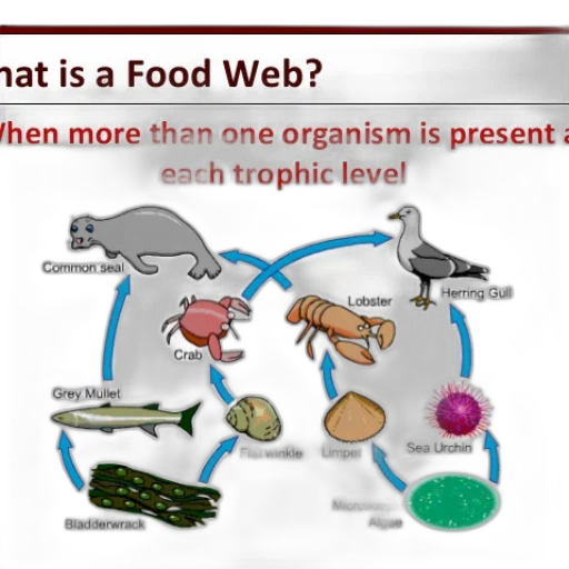 food, web, illustration, showing transparent PNG cut-out