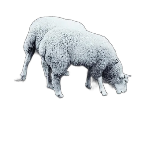 animal, creature, food, face transparent PNG cut-out