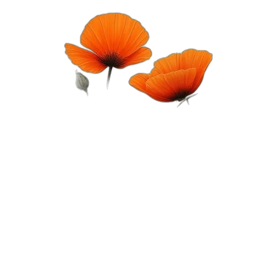 flower, hat, weapon, crown transparent PNG cut-out