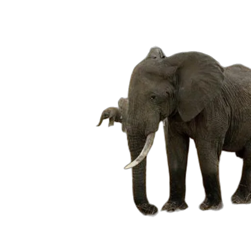 animal, creature, weapon, staff transparent PNG cut-out