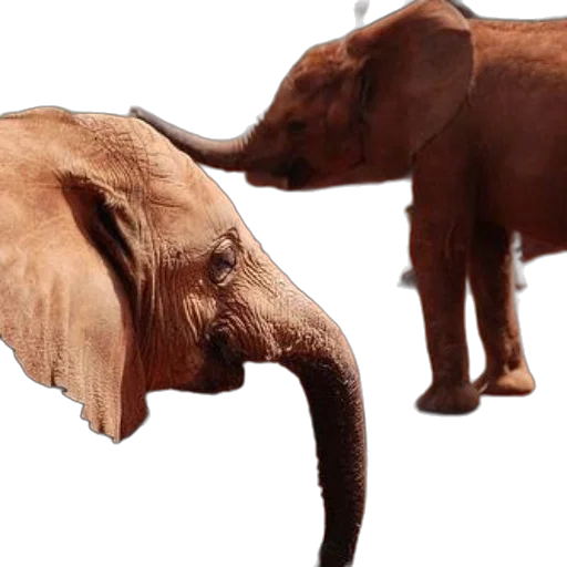 animal, 3d render, photorealistic, concept art transparent PNG cut-out