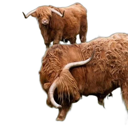 animal, photorealistic, two, highland transparent PNG cut-out