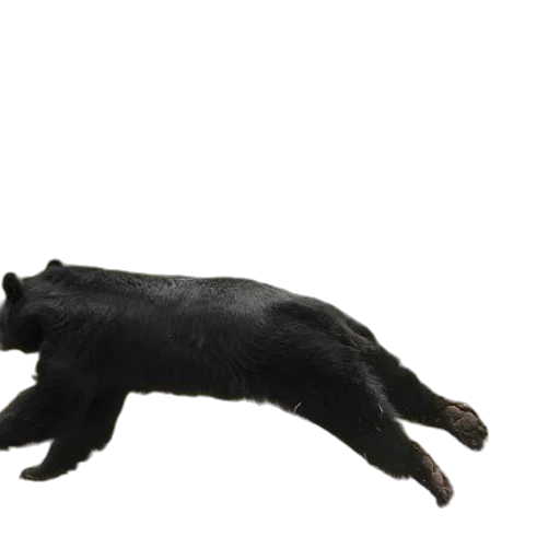 animal, creature, dragon, staff transparent PNG cut-out