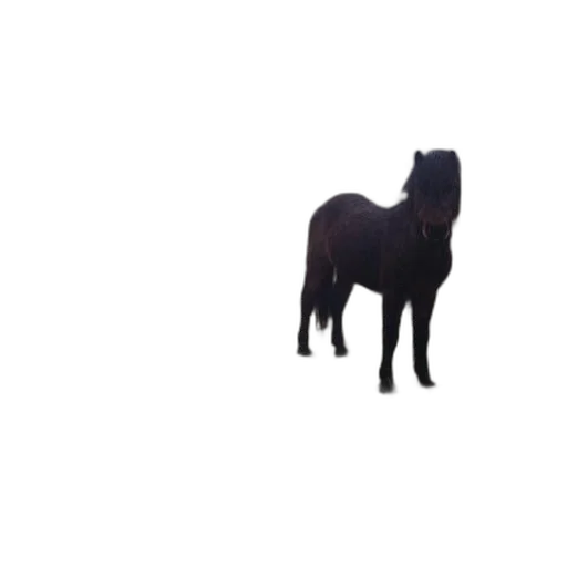 animal, creature, hair, staff transparent PNG cut-out