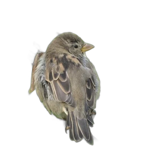 animal, staff, creature, photorealistic transparent PNG cut-out