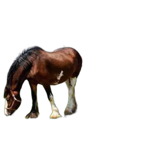 animal, creature, hair, hat transparent PNG cut-out