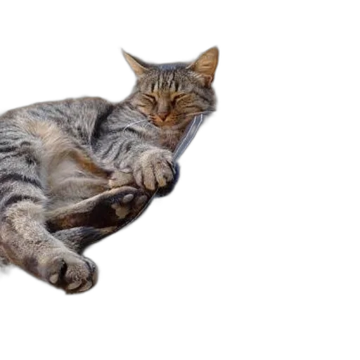 animal, creature, staff, photorealistic transparent PNG cut-out