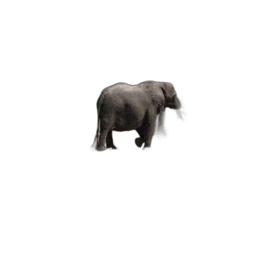 animal, creature, hat, staff transparent PNG cut-out