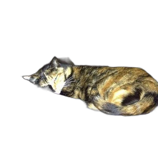 animal, staff, creature, furniture transparent PNG cut-out