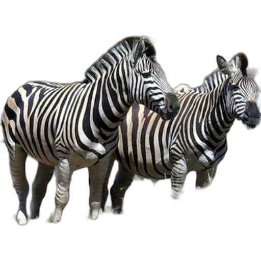 animal, creature, jewelry, furniture transparent PNG cut-out