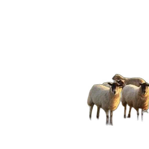 animal, food, hat, hair transparent PNG cut-out