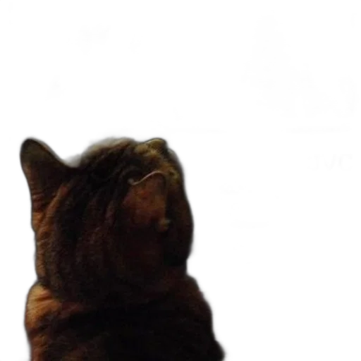staff, animal, creature, face transparent PNG cut-out