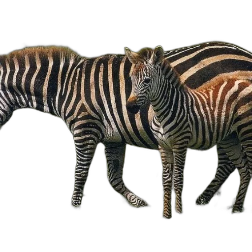 animal, creature, jewelry, furniture transparent PNG cut-out