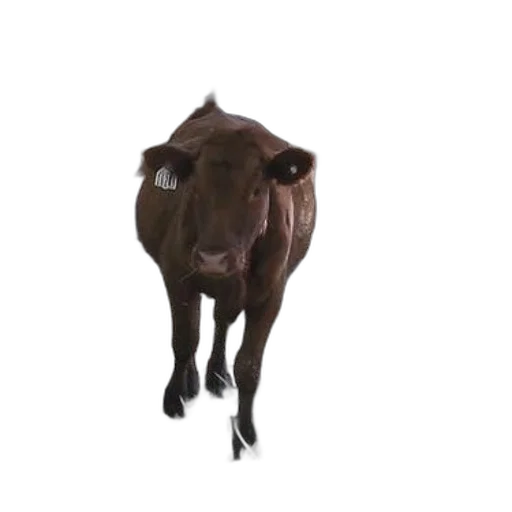 animal, creature, face, mask transparent PNG cut-out