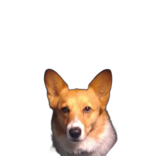animal, creature, face, staff transparent PNG cut-out