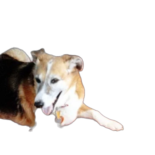 animal, creature, staff, food transparent PNG cut-out