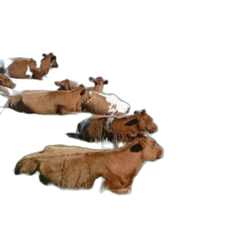 furniture, animal, shoes, jewelry transparent PNG cut-out
