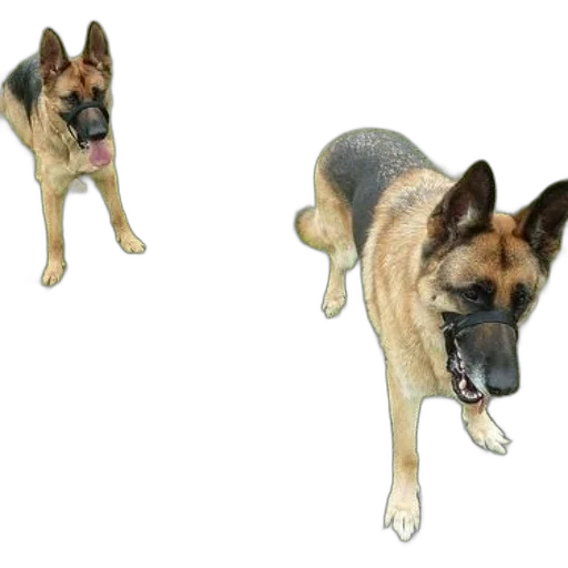 animal, creature, staff, weapon transparent PNG cut-out