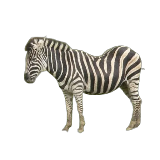 animal, creature, furniture, jewelry transparent PNG cut-out