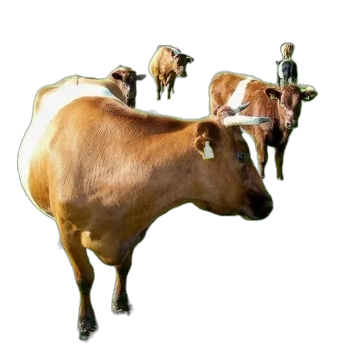 animal, jewelry, staff, food transparent PNG cut-out