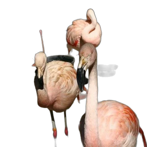 animal, staff, creature, hair transparent PNG cut-out