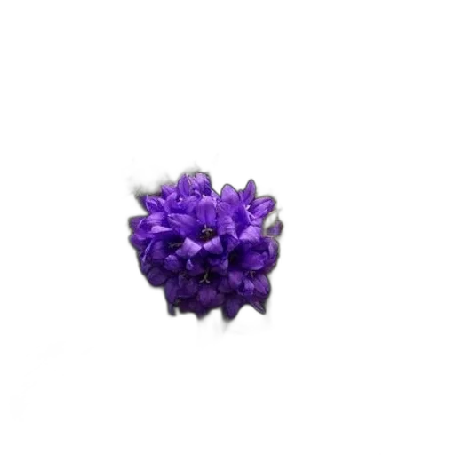 flower, jewelry, crown, hair transparent PNG cut-out