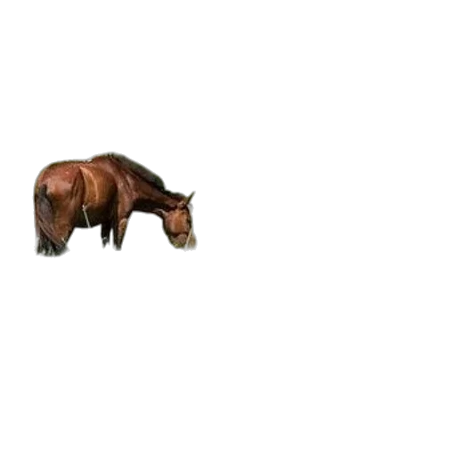 animal, creature, hair, furniture transparent PNG cut-out