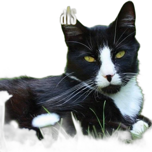 animal, staff, creature, photorealistic transparent PNG cut-out