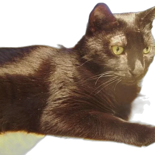animal, creature, staff, photorealistic transparent PNG cut-out