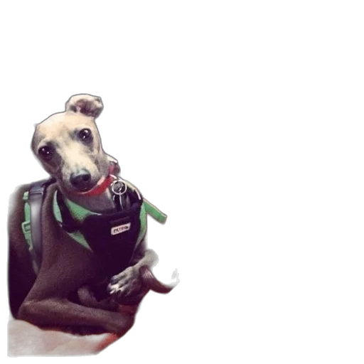 staff, animal, creature, robot transparent PNG cut-out