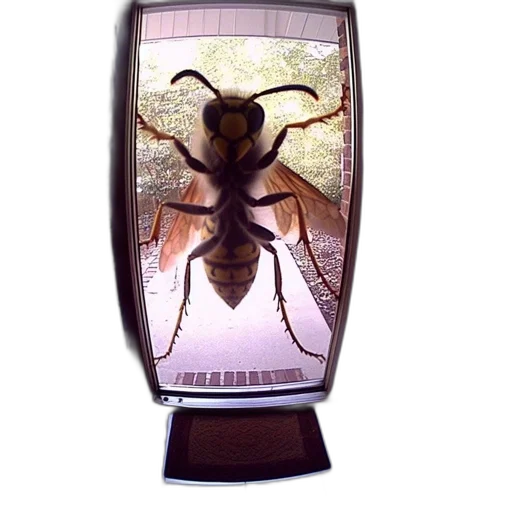 creature, animal, furniture, bottle transparent PNG cut-out