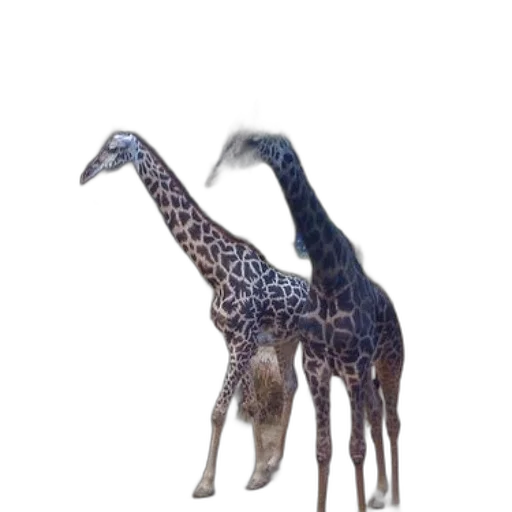 animal, creature, staff, hat transparent PNG cut-out