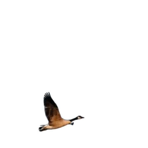 animal, creature, shoes, staff transparent PNG cut-out