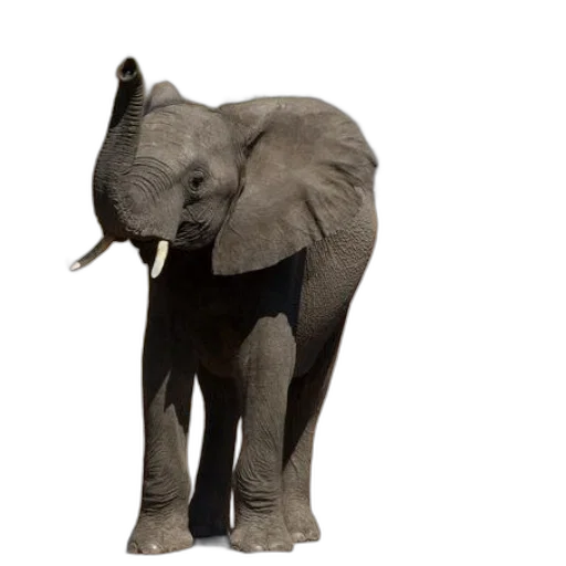 animal, creature, staff, umbrella transparent PNG cut-out