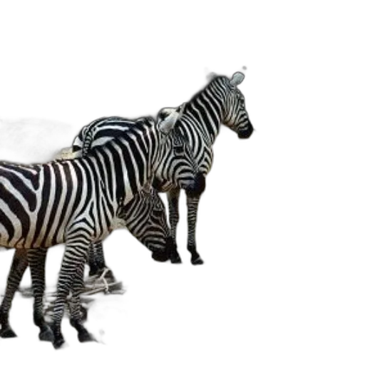 animal, creature, furniture, jewelry transparent PNG cut-out