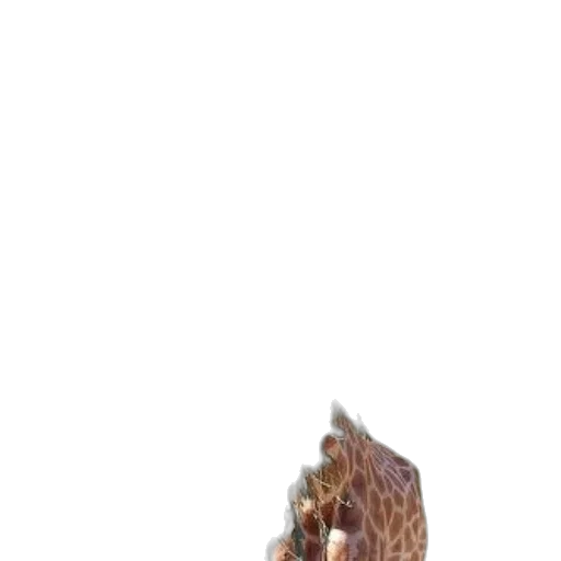 shoes, animal, hair, creature transparent PNG cut-out