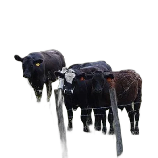 animal, staff, jewelry, weapon transparent PNG cut-out