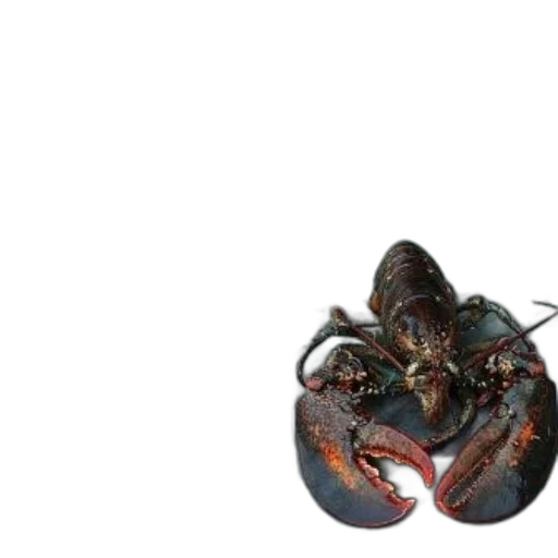 animal, food, creature, crown transparent PNG cut-out