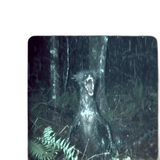 creature, animal, tree, umbrella transparent PNG cut-out