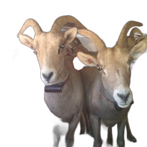 animal, jewelry, staff, mask transparent PNG cut-out