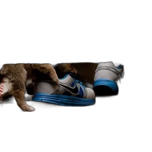 shoes, animal, blue, dog transparent PNG cut-out