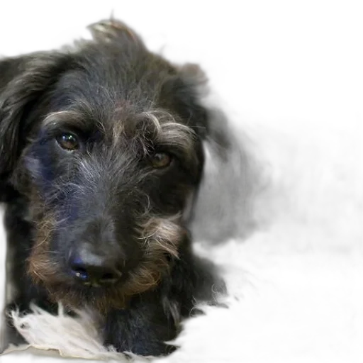 animal, staff, black, dog transparent PNG cut-out