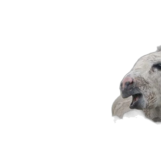 animal, face, creature, mask transparent PNG cut-out